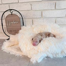 Bo - Cream female Labradoodle puppy in Bryantown, Maryland from Doodles on Duty
