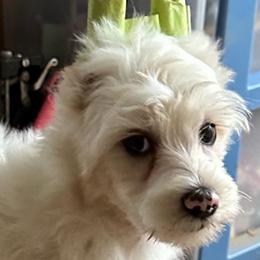 Finch - White male Chinese Crested puppy in New Windsor, Maryland from Ambush Kennel