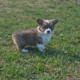 Luna - Blue female Pembroke Welsh Corgi puppy in Orrtanna, Pennsylvania from Mountain Top Shepherd's