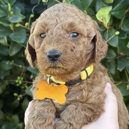 Yellow collar - Red  female Goldendoodle puppy in Fontana, California from Grammy's Puppy Love doodles and poodles