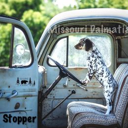 Dalmatian Puppies from Missouri Dalmatians