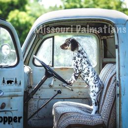 Dalmatian Puppies from Missouri Dalmatians