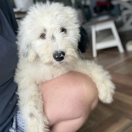 Roger - White male Sheepadoodle puppy in Marion, Ohio from Doodles & Doxies