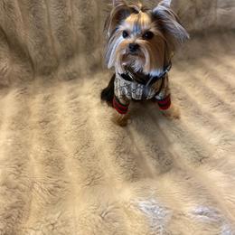 Yorkshire Terrier All Grown Up from Akc Quality Yorkies