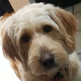 Yeti - Goldendoodle
