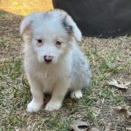 Sylvia - Blue merle female Border Collie puppy in Mckinney, Texas from Border Collies of Ruidoso