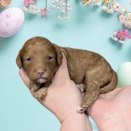 Girl 2 - Red female Cavapoo puppy in Coshocton, Ohio from Forever Family Puppies