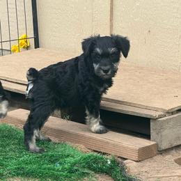 Rex - Black male Schnoodle puppy in Atoka, Oklahoma from Boggy Depot Cavaliers & Friends