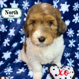 North - In Training - Sable female Bernedoodle puppy in Milan, Indiana from Doodles & Spice