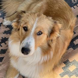 Lassie - Old Time Scotch Collie
