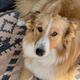Lassie
