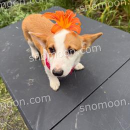 Pink Collar - Red female Pembroke Welsh Corgi puppy in Eaton, New York from Snomoon Miniature Pinschers  & Pembroke Welsh Corgi