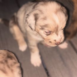 Miniature Australian Shepherd Puppies from Smushy Pups