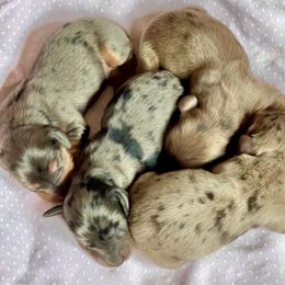 Aussiedoodle, Australian Shepherd, Dachshund, and Miniature Australian Shepherd Puppies from Bline’s Awesome Aussies at the Bline Family Farm