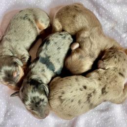 Aussiedoodle, Australian Shepherd, Dachshund, and Miniature Australian Shepherd Puppies from Bline’s Awesome Aussies at the Bline Family Farm