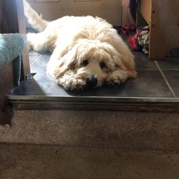 Goldendoodle Puppies from Dood Ranch Doodles