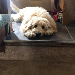 Goldendoodle Puppies from Dood Ranch Doodles