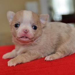 Fawn merle - Merle female Chihuahua puppy in Marcy, New York from Dralion Chihuahuas