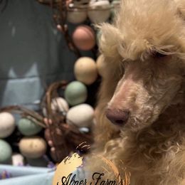 Mocha - Apricot Poodle puppy in Buckhorn, Kentucky from Abner Farm’s Poodles