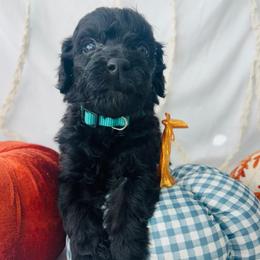 Pumpkin - Black female Goldendoodle puppy in Cedartown, Georgia from Loyal Doodles