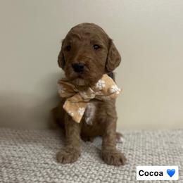 Cocoa - Red  male Goldendoodle puppy in Crothersville, Indiana from Wischmeier’s Doodles