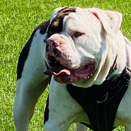 Dinero - Bulldog