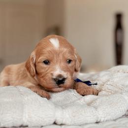 Aspen, Girl - Red  female Goldendoodle puppy in Maricopa, Arizona from Desert Ridge Doodles