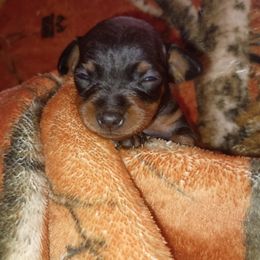 Girl 2 Very Tiny black and rust - Black and rust female Miniature Pinscher puppy in Cincinnati, Ohio from ALL AMERICAN K9 LLC