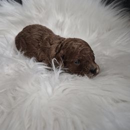 Cinnamon - Brown female Poodle puppy in Chandler, Arizona from Fabi Poodle