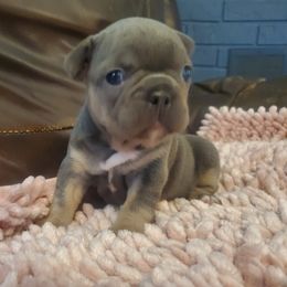 Indigo (Indi) - Tricolors female French Bulldog puppy in Stockton, Missouri from Willis Family Bostons & Frenchies