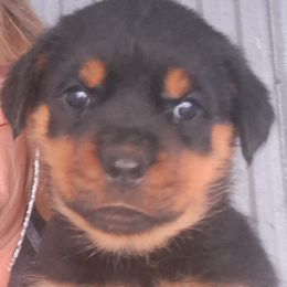 Girl 2 - Black and mahogany female Rottweiler puppy in De Witt, Iowa from Irish Eyes Kennels