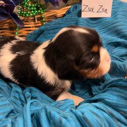Zsa Zsa - Tri-color female Cavalier King Charles Spaniel puppy in St. George, Maine from Cloud Nine Cavaliers