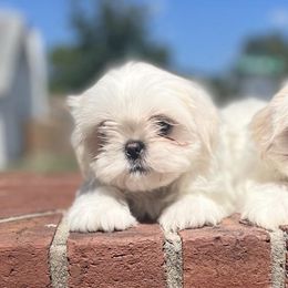 Shih Tzus from Shih Tzus Loved by Erica