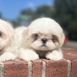 Shih Tzus from Shih Tzus Loved by Erica