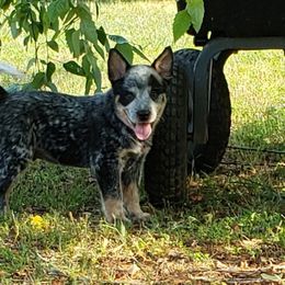 Australian Cattle Dog Puppies from Wood Haven Farm of SC