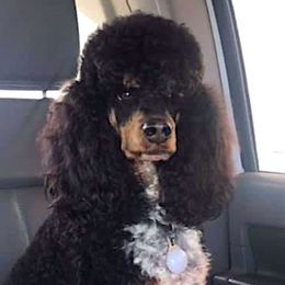 Colt - Poodle