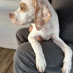 Dark Green Girl - Alice - Lemon and white female Pointer puppy in Youngsville, North Carolina from Dogma Pointers & Bulldogs