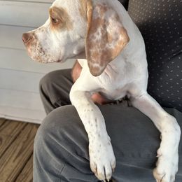 Dark Green Girl - Alice - Lemon and white female Pointer puppy in Youngsville, North Carolina from Dogma Pointers & Bulldogs
