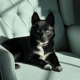 Pomsky Puppies from Wolfpack Pomskies