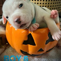 Staffordshire Bull Terrier Puppies from 1LoveStaffies-Hawaii
