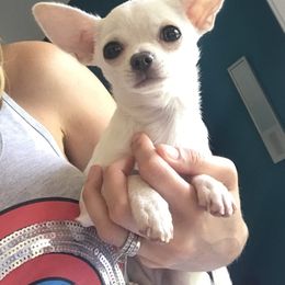 Kelli - Chihuahua