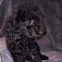 Max - Poodle