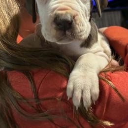 Meringue - Chocolate and white female Great Dane puppy in Wellsville, New York from Prophecy Danes