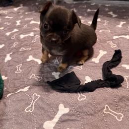 AKC registered Boy 2 - Black and tan male Chihuahua puppy in Anoka, Minnesota from Anoka County MN AKC Chihuahuas
