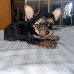Udon - Black and gold male Yorkshire Terrier puppy in Pomona, California from Lunio's Yorkies