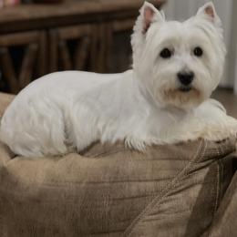 West Highland White Terrier puppies from S&S Westies