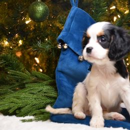 Australian Shepherd, Cavalier King Charles Spaniel, and Cavapoo Puppies from Dogwood & Sassafras Companions