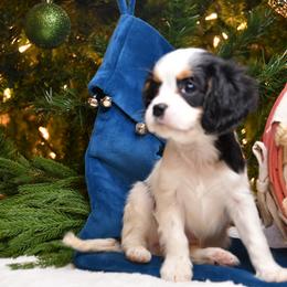 Australian Shepherd, Cavalier King Charles Spaniel, and Cavapoo Puppies from Dogwood & Sassafras Companions