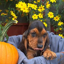 Basset Hound and Beagle Puppies from Orange Mountain Basset Hounds & Beagles