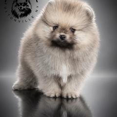 Grizz - Cream sable male Pomeranian puppy in Fultonville, New York from Sandy Aussies & Pomeranians